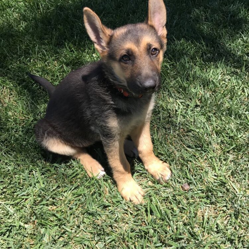 Meet your Posher, Nora